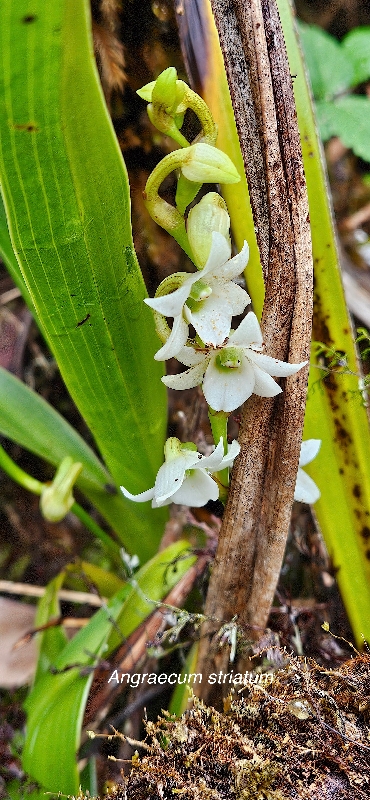 29 Angraecum striatum Orchidaceae ENDEMIQUE LA REUNION 