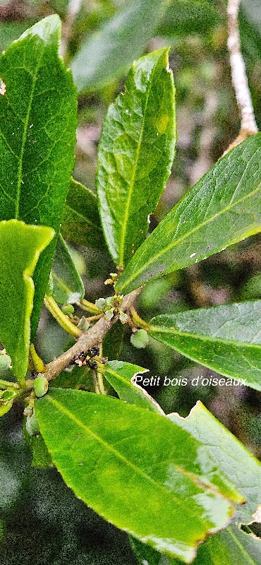 3 Claoxylon parviflorum Petit bois d'OISEAUX Euphorbiaceae ENDEMIQUE MASCAREIGNES