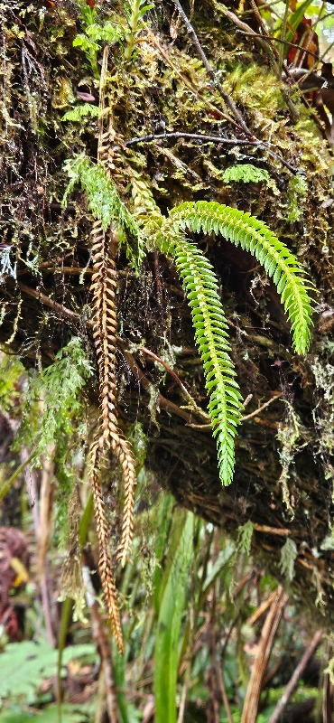 30 Huperzia  phlegmaria ? Lycopodiaceae INDIGENE LA REUNION