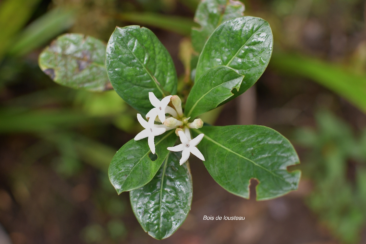 31 Chassalia gaertneroides Bois de lousteau Rubiaceae ENDEMIQUE LA REUNION