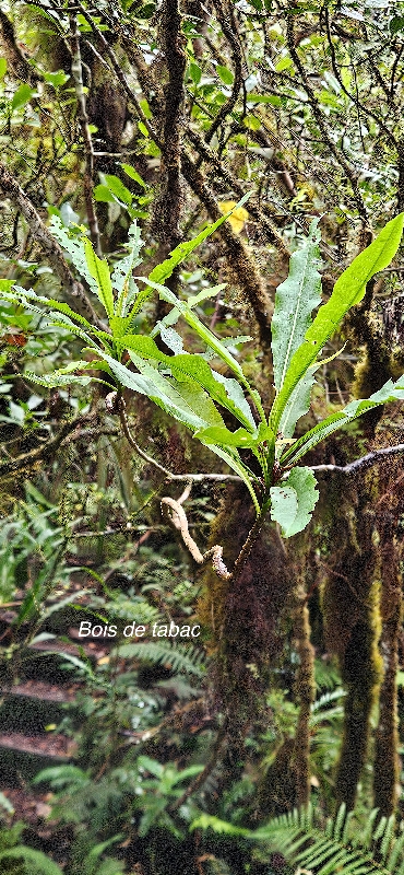 32 Psiadia laurifolia Bois de tabac Asteraceae ENDEMIQUE LA REUNION