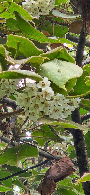 33 Dombeya reclinata Mahot rouge Malvaceae ENDEMIQUE LA REUNION