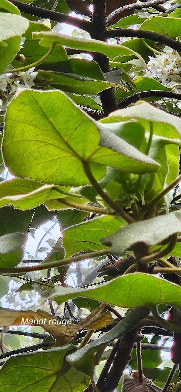 34 Dombeya reclinata Mahot rouge Malvaceae ENDEMIQUE LA REUNION 
