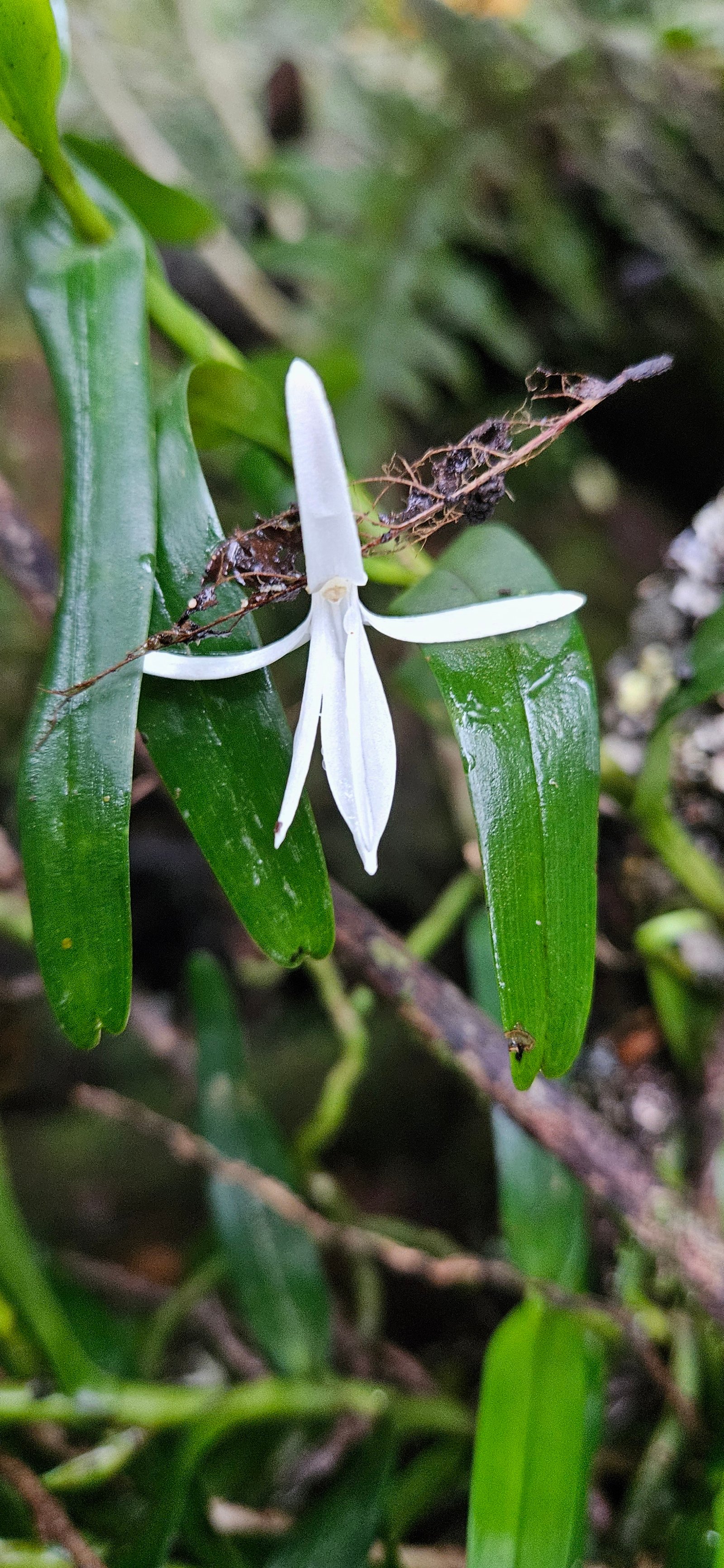 37b Jumellea rossii Sanghas Faham Orchidaceae ENDEMIQUE LA REUNION, MAURICE