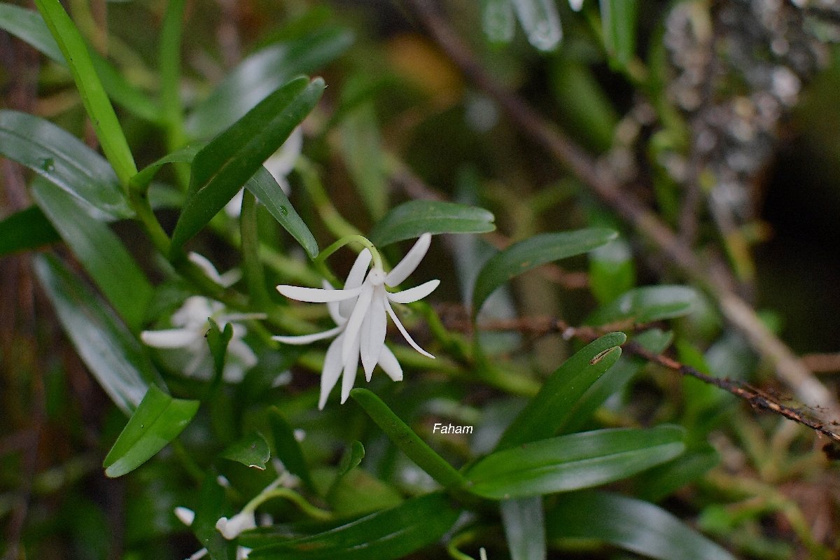 38 Jumellea rossii Sanghas Faham Orchidaceae ENDEMIQUE LA REUNION, MAURICE