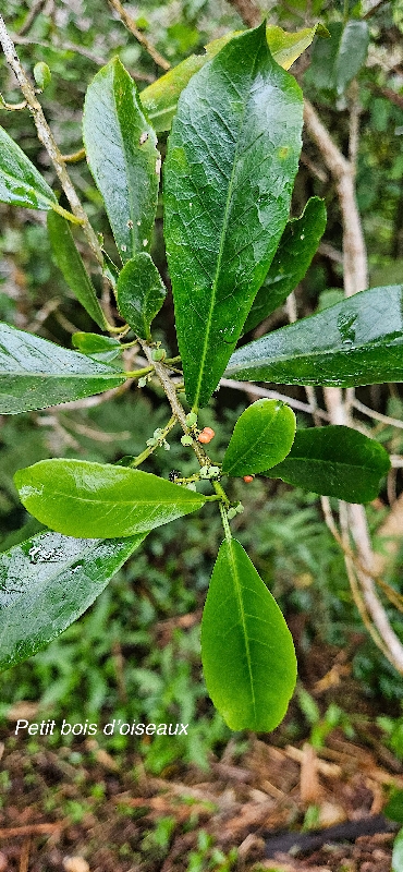 4 Claoxylon parviflorum Petit bois D'OISEAUX Euphorbiaceae ENDEMIQUE MASCAREIGNES
