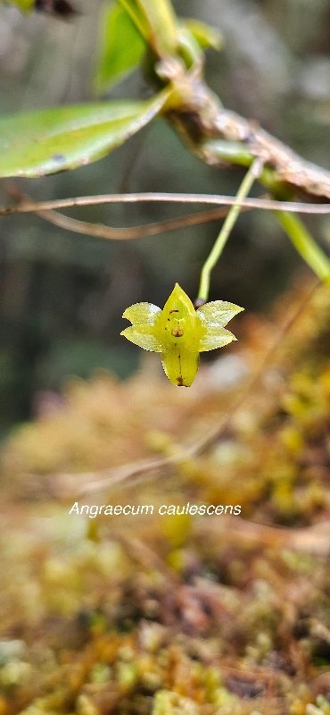 40 Angraecum caulescens Orchidaceae ENDEMIQUE MASCAREIGNES 