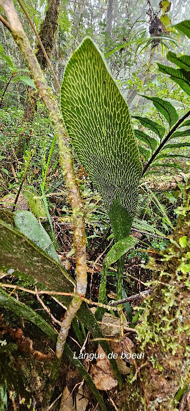 41 Anthrophyopsis boryana Langue de boeuf Pteridaceae INDIGENE LA REUNION