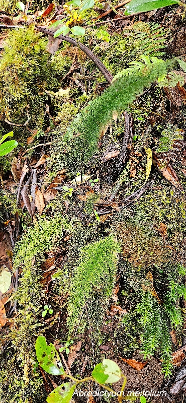 42 Abrodictyum meifolium Hymenophyllaceae INDIGENE LA REUNION 