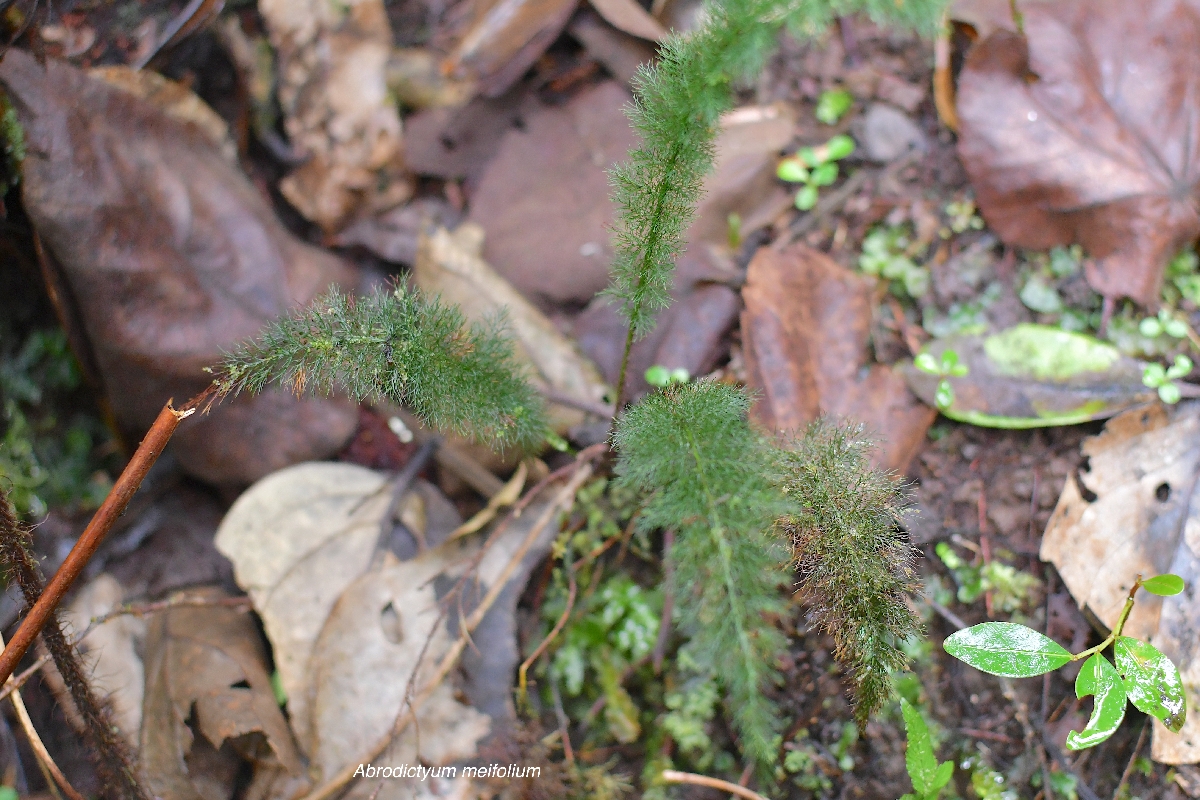 43 Abrodictyum meifolium Hymenophyllaceae INDIGENE LA REUNION 
