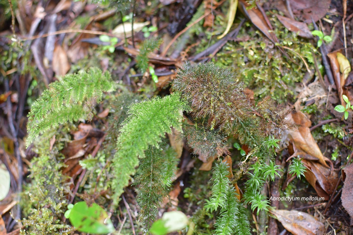 44 Abrodictyum meifolium Hymenophyllaceae INDIGENE LA REUNION