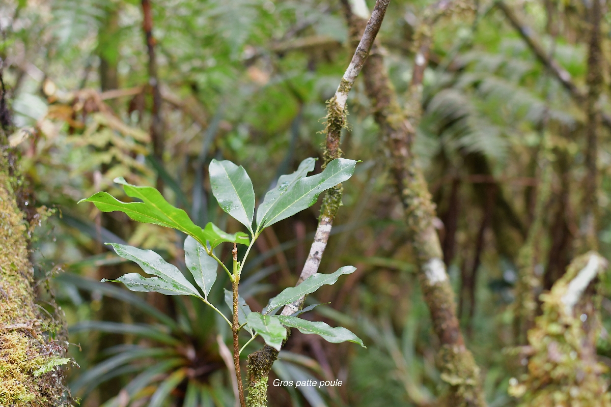 46 Melicope obtusifolia Gros patte poule Rutaceae ENDEMIQUE LA REUNION, MAURICE