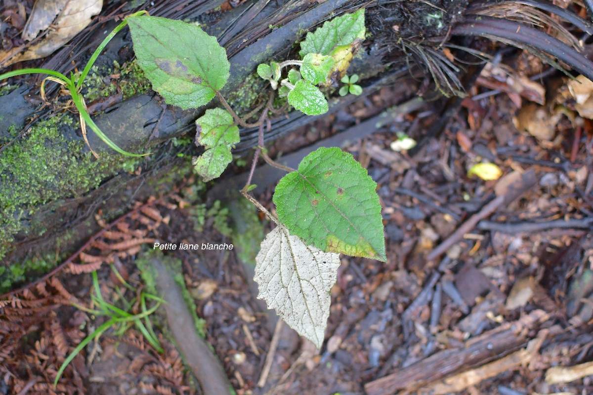 47 Humbertacalia tomentosa Petite liane blanche Asteraceae INDIGENE LA REUNION 