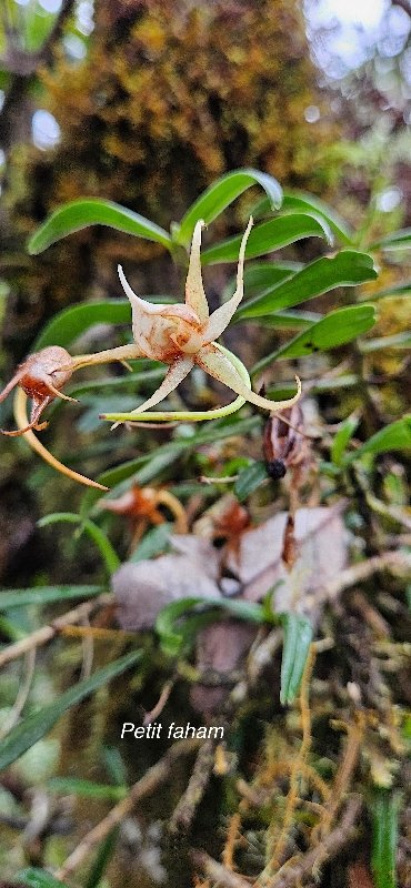 49 Angraecum expansum Petit faham Orchidaceae ENDEMIQUE LA REUNION, MAURICE
