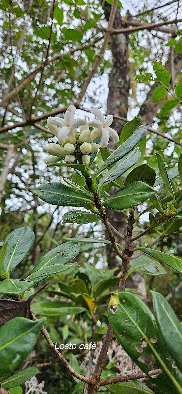 5 Gaertnera vaginata Losto CAFE Rubiaceae ENDEMIQUE LA REUNION