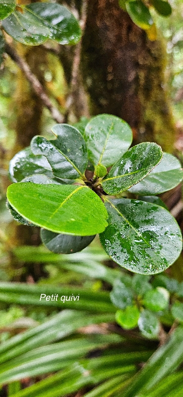 51 Turraea ovata Petit quivi Meliaceae ENDEMIQUE LA REUNION , MAURICE