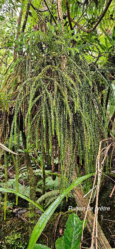 52 Huperzia gnidioides Ruban de PRETRE Lycopodiaceae INDIGENE LA REUNION