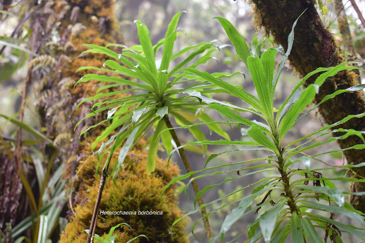 53 Heterochaenia borbonica Campanulaceae ENDEMIQUE LA REUNION