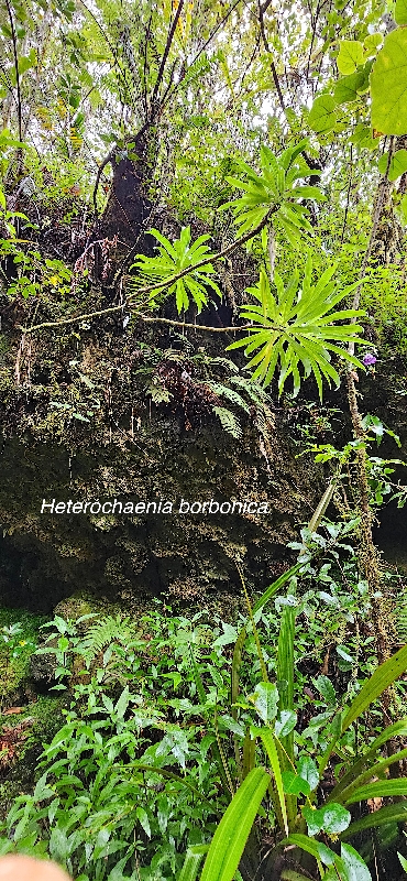 54 Heterochaenia borbonica Campanulaceae ENDEMIQUE LA REUNION