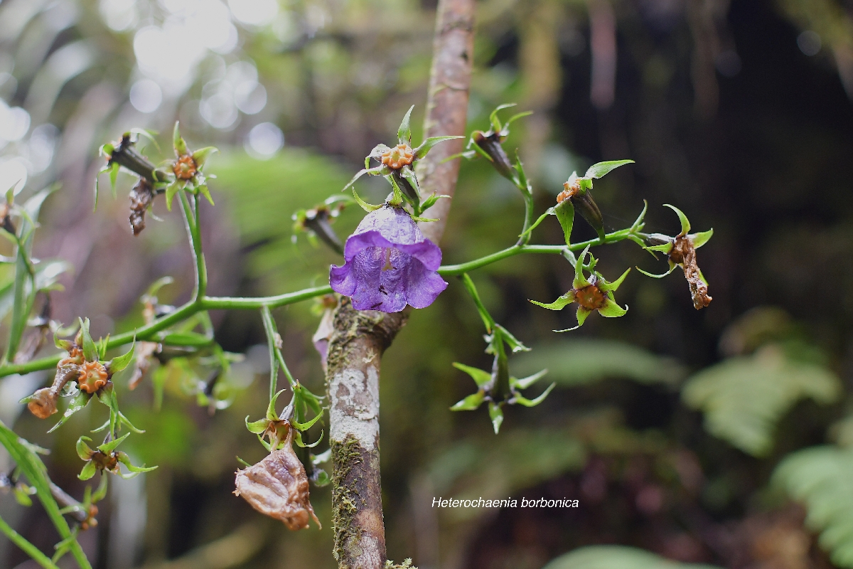 55 Heterochaenia borbonica Campanulaceae ENDEMIQUE LA REUNION 