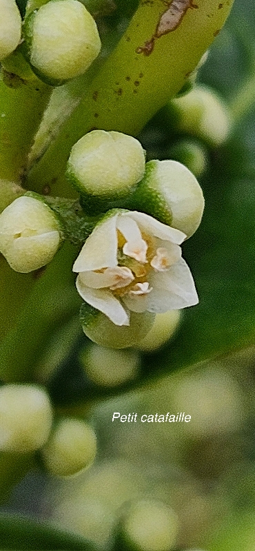 6 Melicope borbonica Petit catafaille Rutaceae ENDEMIQUE LA REUNION 