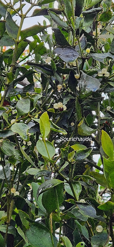 8 Viscum triflorum Sourichaude Santalaceae INDIGENE LA REUNION