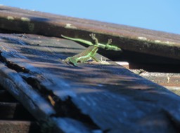 1. Phelsuma borbonica