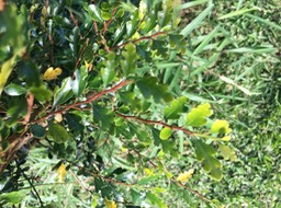 15. Turraea thouarsiana - Bois de quivi - Meliaceae - endémique B M