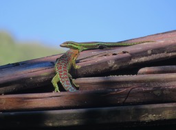 2. Phelsuma borbonica