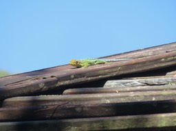 3. Phelsuma borbonica