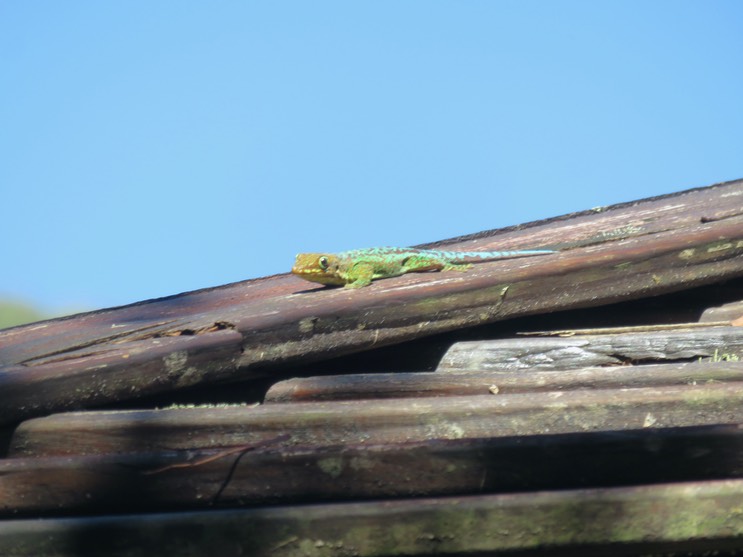 3. Phelsuma borbonica