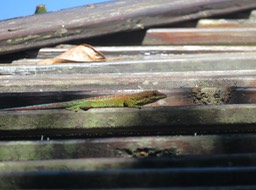 4. Phelsuma borbonica