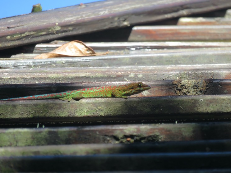4. Phelsuma borbonica