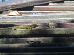 5. Phelsuma borbonica