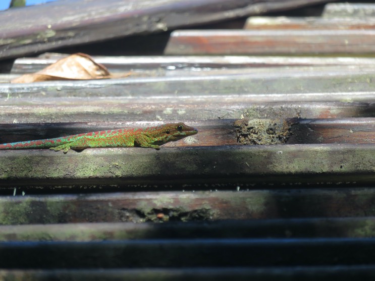 5. Phelsuma borbonica