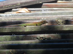 6. Phelsuma borbonica
