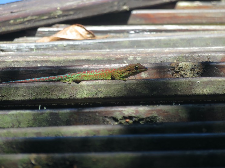 6. Phelsuma borbonica