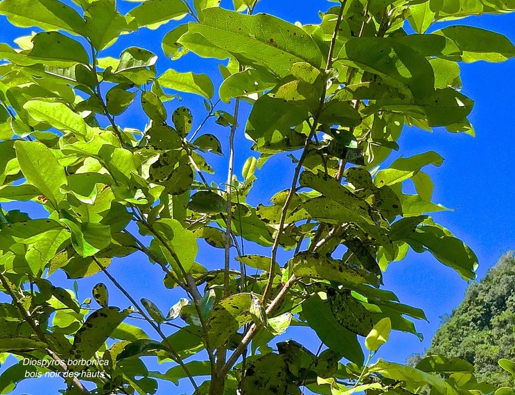 Diospyros borbonica.bois noir des hauts.ebenaceae.endémique Réunion.P1014318