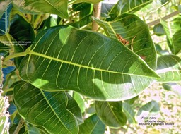 Ficus rubra Vahl. affouche rouge.affouche à grandes feuilles.(feuille avec nervures opposées pour la première paire et les autres nervures alternes )moraceae.indigène Réunion.P1014359