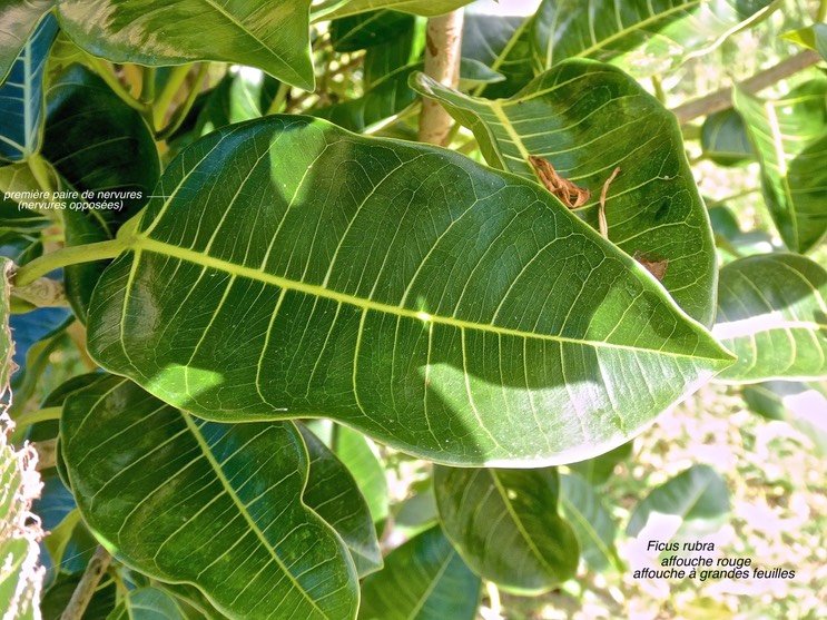 Ficus rubra Vahl. affouche rouge.affouche à grandes feuilles.(feuille avec nervures opposées pour la première paire et les autres nervures alternes )moraceae.indigène Réunion.P1014359