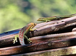 Phelsuma borbonica.gecko vert des hauts.gekkonidae.endémique Réunion.P1014215