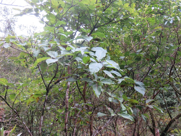 1. Ficus mauritiana Affouche  rouge MORACEAE Endémique Reunion Maurice