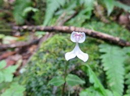 10. Disperis oppositifolia ORCHIDOIDEAE Indigène Reunion
