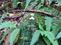 11. Disperis oppositifolia ORCHIDOIDEAE Indigène Reunion