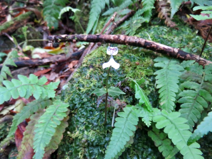 11. Disperis oppositifolia ORCHIDOIDEAE Indigène Reunion