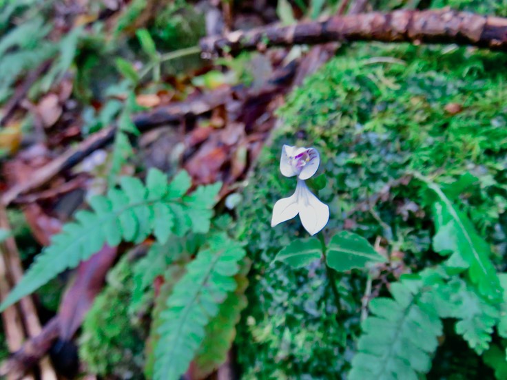 12. Disperis oppositifolia ORCHIDOIDEAE Indigène Reunion