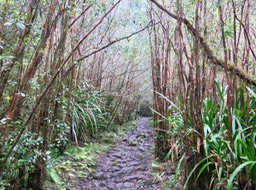 19. Sentier "pavé" vers les cascades