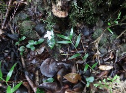 20. Disperis oppositifolia ORCHIDOIDEAE Indigène Reunion