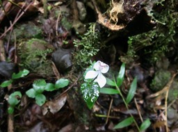21. Disperis oppositifolia ORCHIDOIDEAE Indigène Reunion