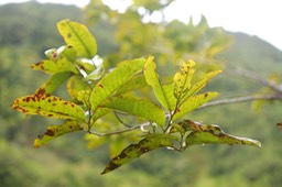 5950 Diospyros borbonica Bois noir d es hauts Endémique La Réunion